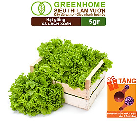 Mua Hạt Giống Xà Lách Xoăn Greenhome  Gói 5gr  Dễ Trồng Quanh Năm  Thu Hoạch Nhanh  Năng Suất Cao R21