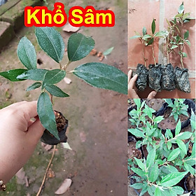 Mua Cây Giống Khổ Sâm