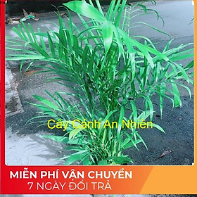 Hình ảnh Cây Cau Kiểng