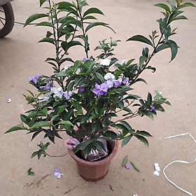 Cây hoa nhài giống nhật