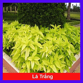 Mua Cây Lá Trắng - cây cảnh trồng nền lối đi sân vườn + tặng phân bón