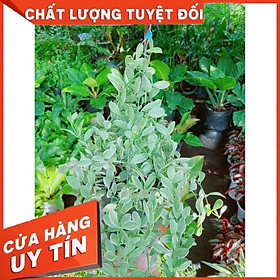 Chậu cây hạt dưa Nhiều Người Mua