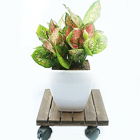 Đế lót chậu cây có bánh xe Greenhome-Đường kính 30 cm chịu lực 80kg- Chất liệu Gỗ Tràm Bông Vàng