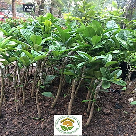 CÂY GIỐNG PHẬT THỦ SIÊU QUẢ GIỐNG CHUẨN F1