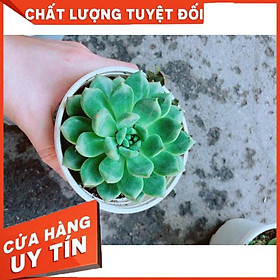 Sen đá bánh bao + chậu sứ trắng Nhiều Người Mua