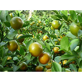 Mua Cây quất chua (tắc) cực sai quả