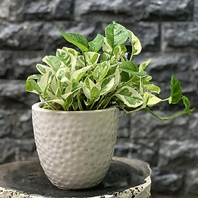 Cây Trầu Bà Thái