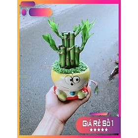 Mua Chậu Trúc Phát Tài