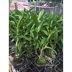 Mua COMBO 3 cây giống DENDRO NẮNG BÀ LIỄU THƠM siêu hoa  hoa siêu thơm