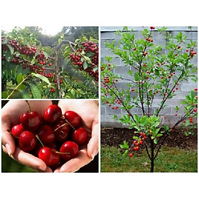 Cây cherry chịu nhiệt, giống cây cherry ăn quả, quả ngon cam kết chất lượng