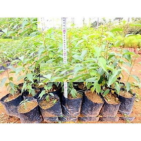 Mua CÂY GIỐNG HOA ANH ĐÀO - HOA ĐẸP BIỂU TƯỢNG NHẬT BẢN - CÂY GIỐNG NGUYÊN BẦU