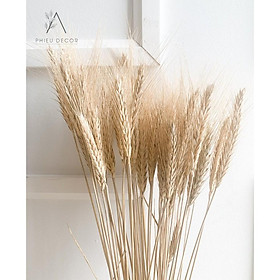 Mua Lúa Mạch Khô Decor Vintage