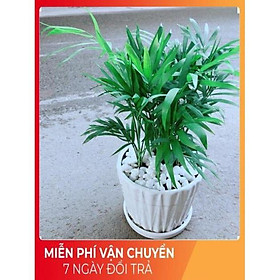 Chậu Cây Cau Tiểu Trâm