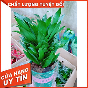 Hình ảnh Cây Phát Tài Nhật Để Bàn Làm Việc