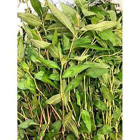 Mua CHẬU CÂY RAU RĂM CHẬU CÂY RAU RĂM - NCCGCRR