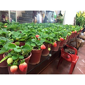 Mua Cây dâu tây hana đã có hoa và quả