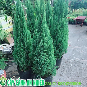 Mua Tùng cao 1m (Cây Sơn Tùng)