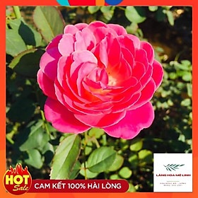 Hình ảnh Hoa Hồng Ngoại Dream Light - Bông hồng đẹp, sai hoa bất chấp thời tiết