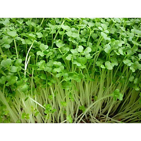Mua Hạt giống rau mầm củ cải trắng
