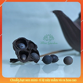 Mua Chuẩn hạt sen mini được lai tạo và thu hoạch tại Mini Garden - Hạt Sen tỉ lệ nảy mầm và ra hoa cao