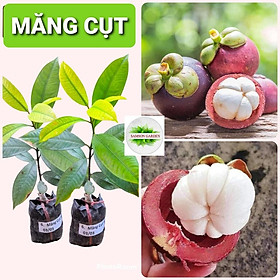 Cây giống Măng cụt ta ươm hạt cao 40cm,trên 6 tháng tuổi, cây giống khỏe mạnh, rễ nhiều