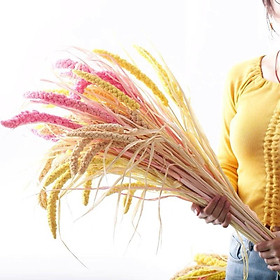 Mua Hoa khô trang trí nhà cửa  Cành Hoa kê khô retro vintage trang trí nhà cửa  chụp hình siêu xinh đẹp y hình