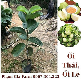 Cây giống ổi Thái , ổi Lê sai quả quanh năm, trồng được trong chậu