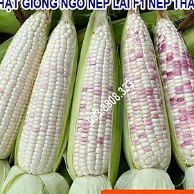 Mua Hạt Giống Ngô Nếp Lai Nova Tím Xen Trắng 500gram - Hạt Ngô To Tròn Đều Hạt