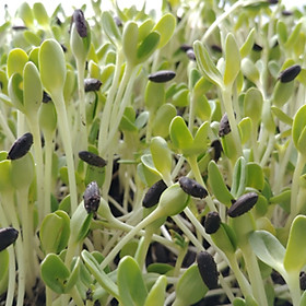 Mua Hạt giống rau Mầm Hướng Dương gói 50g VTS117