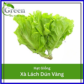 Hạt Giống Xà Lách (Dún Vàng) Chịu Nhiệt Tốt