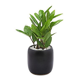 Cây Kim Tiền (Kim Phát Tài) Chậu Sứ Để Bàn Tặng Kèm Sỏi Trang Trí