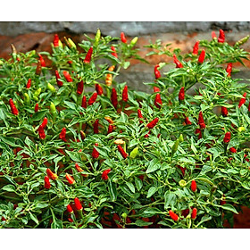 Mua Cây ớt xiêm xanh