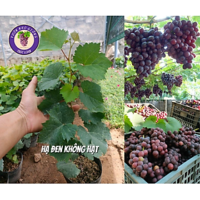 Mua Cây Nho Hạ Đen Không Hạt ( Cam kết chuẩn giống   hướng dẫn đển khi có quả)