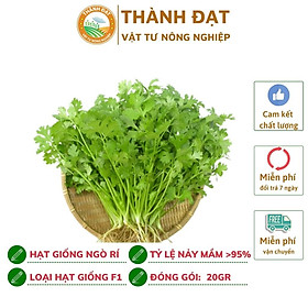Mua Hạt giống rau mùi ta Dễ Trồng  Cây Sinh Trưởng và Kháng Bệnh Tốt  Gói 20 Gram