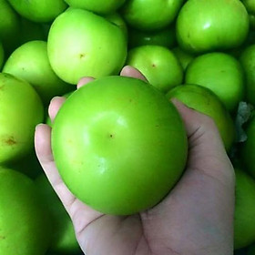 Mua Cây táo đại  cây táo quả đại lớn