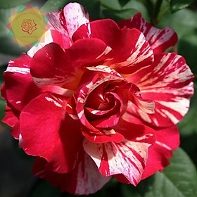 Mua Cây hoa hồng ngoại Maurice Utrillo Rose kẻ sọc 3 màu cực thơm - Hoa hồng Thăng Long Flower