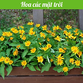 Hạt giống hoa cúc mặt trời DỄ TRỒNG