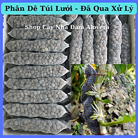 Phân Dê Túi Lưới Bón Lan, Cây Cảnh Đã Qua Xử Lý ( Dài 20-21CM )