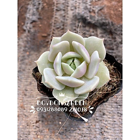 Cây sen đá lola bầu nhỏ 4-5cm_hàng sẵn