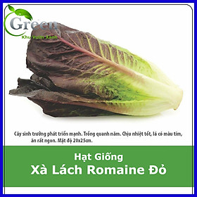 Mua Hạt Giống Xà Lách Romaine Đỏ Chịu Nhiệt