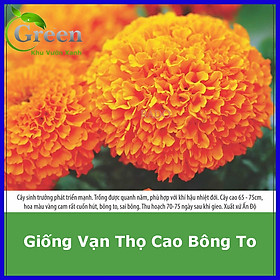 Hạt Giống Vạn Thọ Cao Bông To Đỏ Cam Ấn Độ