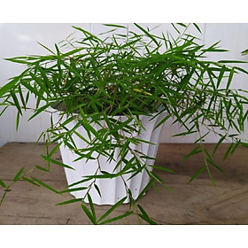 Trúc cảnh lá nhiễn siêu mini cực đẹp - 1 chậu nhỏ mini để bàn