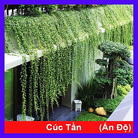 Mua Cây cúc tần ấn độ - cây cảnh vườn + tặng phân bón cho cây