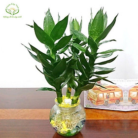 Mua Phát Tài Sen Thủy Sinh bao gồm chậu