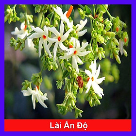 Mua Cây Hoa Nhài Ấn Độ (Hoa Lài Ấn Độ) - Hoa Nhài San Hô
