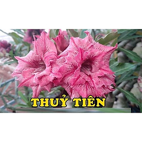 Cây sứ thái kép " THỦY TIÊN" -củ size to đại bự ,rễ quái thành hình, hàng tuyển loại 1
