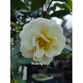 Cây trà my Hoàng Cúc, cây đẹp, chuẩn giống, trồng chậu bosai để bàn và ban công