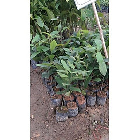 Mua CÂY GIỐNG CÂY HẠT DẺ TRÙNG KHÁNH  LOẠI HẠT TO  SIÊU QUẢ SIÊU HẠT  SIÊU KINH TẾ  CAM KẾT GIỐNG CHUẨN F1