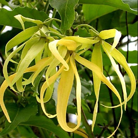 Mua Cây Hoàng Lan (hoa có hương thơm dễ chịu)