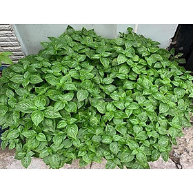 Mua cây lá cẩm đỏ - bầu cây giống